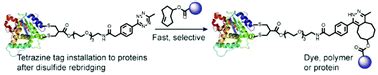 Site Selective Protein Modification Via Disulfide Rebridging For Fast