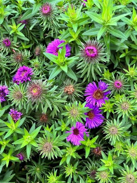 Kaunis S Gisaster Purple Dome Aster Novae Angliae Valgeanso Talu