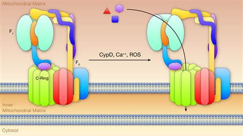 Role Of Mitochondrial Calcium And The Permeability Transition Pore In