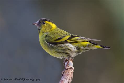 Siskin Kingussie Scotland Bob Hurrell Wildlife Flickr