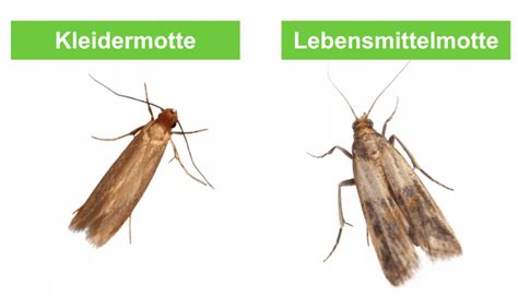 zusammenkommen Verstehen Heftzwecke motten küche erkennen desinfizieren