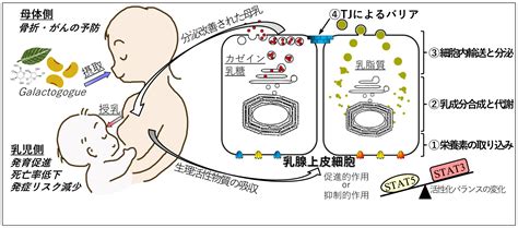 乳腺発達および乳産生の調節機序に関する研究 細胞組織生物学研究室（cell And Tissue Biology Lab）