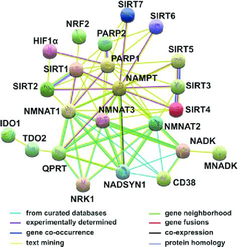 A Network Of Nad Related Enzymes And Proteins Derived From String