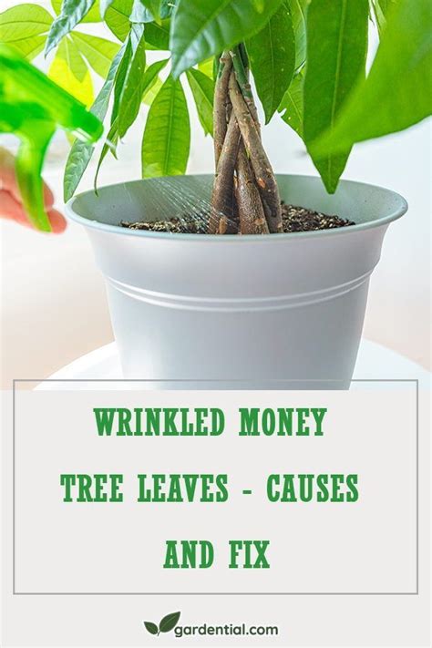 Wrinkled Money Tree Leaves Causes And Fix Money