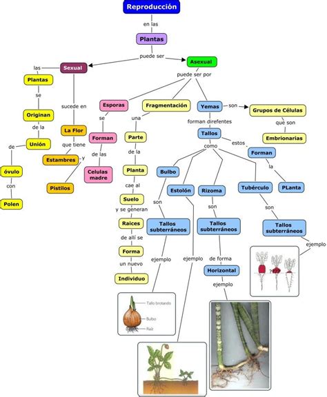 Reproducción En Las Plantas Clasificacion De Seres Vivos Ciclos De