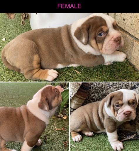 australian bulldog puppies  sale dpnwn
