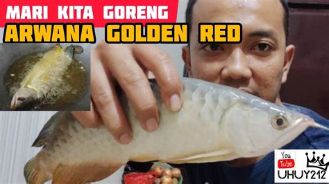 Goreng Ikan Arwana Golden Red Hb Size 35cm Youtube