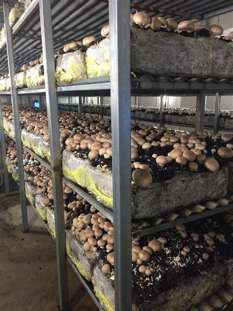 How To Grow Edible Mushrooms Artofit