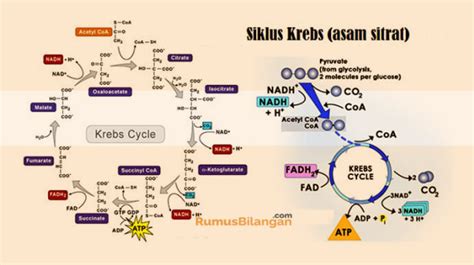 Siklus Krebs Hasilkan Asam Sitrat Bagaimana Caranya Kumparan