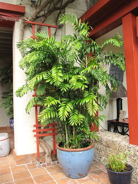 Bamboo Palm Tree