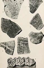 categorypseudemys wikimedia commons