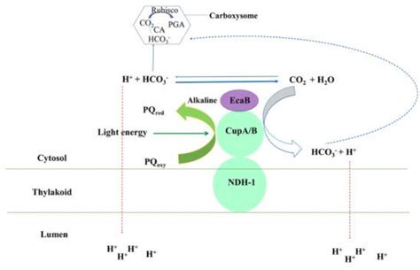 Carbonic Anhydrase Co2 Pathway