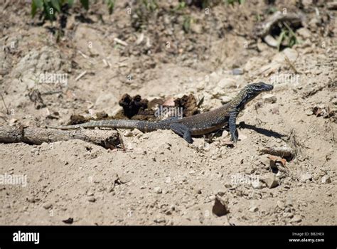 Baby Komodo Dragon Hi Res Stock Photography And Images Alamy