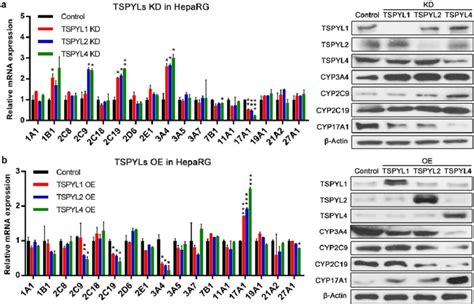 The Expression Of Cytochrome P450s Cyps After Knockdown Or