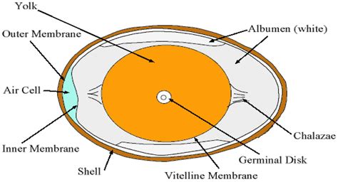 Parts Of An Egg Diagram Parts Of An Egg Diagram