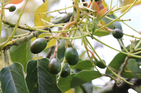 Beta Avocado tree growing is Homestead FLorida