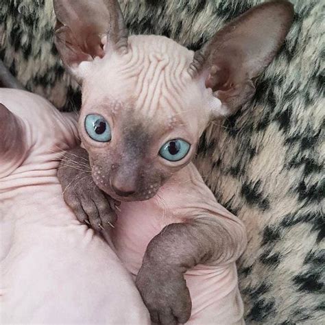 In Honor Of Naturally Bald Cats Across The World Here Are Six Things