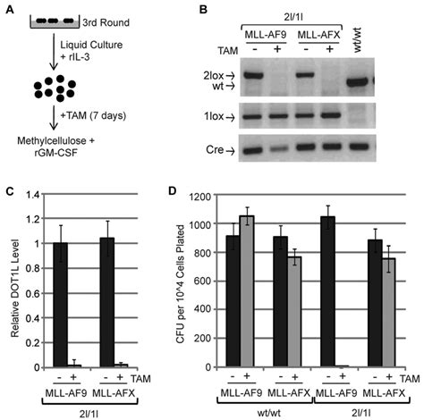 Mll Af9 Cells Require Dot1l To Maintain Transformation In Vitro A