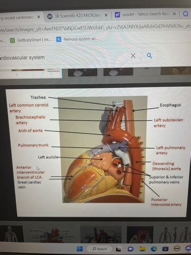 Cardiovascular System Flashcards Quizlet