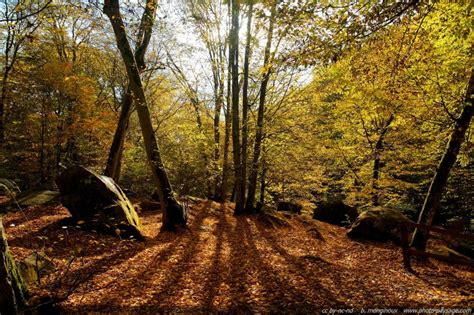 For T De Rambouillet Des Rayons De Soleil D Automne Dans Les Bois