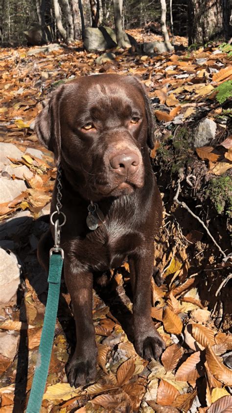 Meet Sterling Endless Mountain Labradors