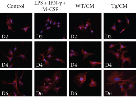 Constitutive Tl A Expression On Macrophages Promoted The Activation Of