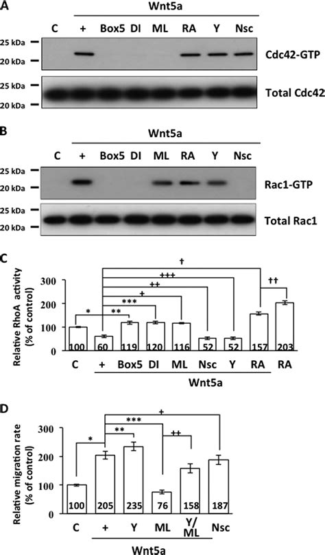 Regulation Of RhoA Rac1 And Cdc42 By Wnt5a In Human CECs A