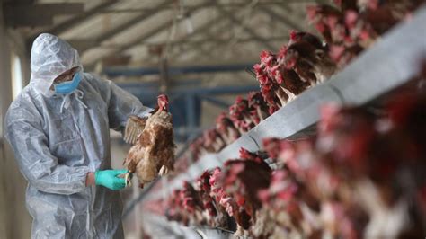 Japan Reports First Bird Flu Outbreak Of Season Culling 143000