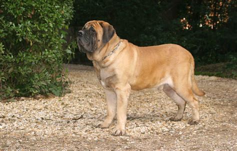 Mastiff Origine Caractère éducation Santé Et Entretien