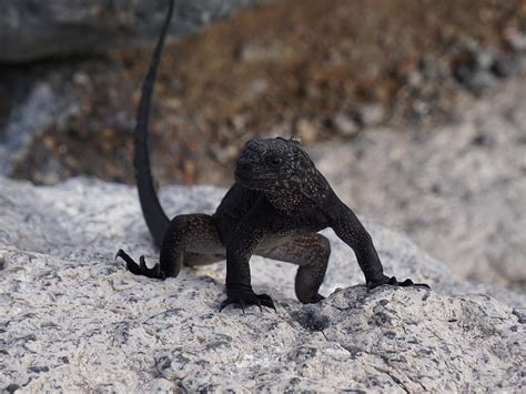 Baby marine iguana Photograph by Diego Paredes - Pixels