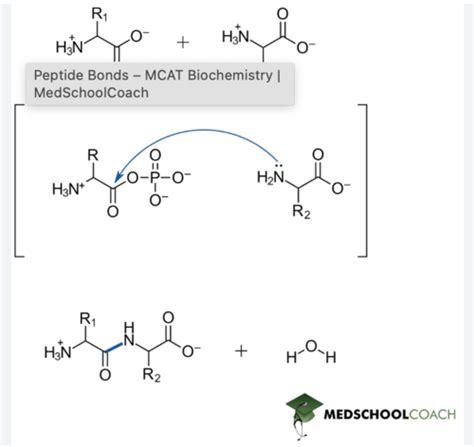 Amino Acids And Proteins Flashcards Quizlet