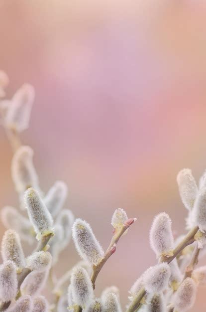 Premium Photo Pussy Willow Twigs Spring Tree Branch Background Space For Text