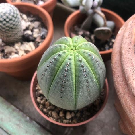 Cactus brevi manu on Instagram Euphorbia obesa In modalità di ripresa