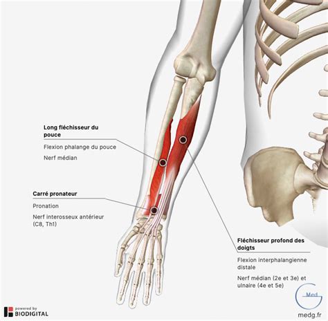 Anatomie Du Membre Superieur Cours Et Formations Stott Pilates Paris