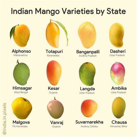 Most famous commercial varieties of mangoes in India. : IndiaSpeaks