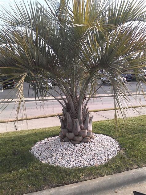 How Fast Do Palm Trees Grow In South Carolina Hailey Pinson