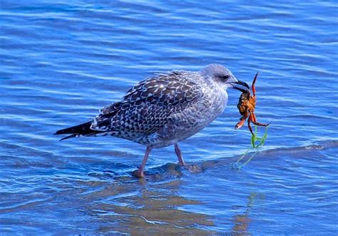 Seagull eating crab Stock Photos, Royalty Free Seagull eating crab ...