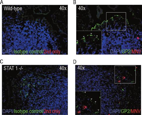 MNV does not replicate in M cells BALB c and STAT1 Ϫ Ϫ mice were