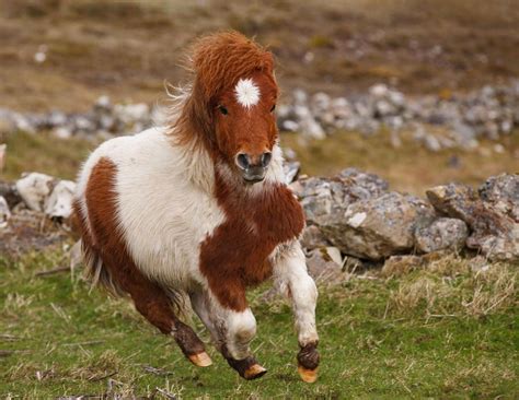 shetland islands ponies | Shetland Pony Running In Shetland Islands ...