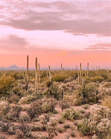 The Joshua Tree House Tucson Boisterous E Journal Stills Gallery