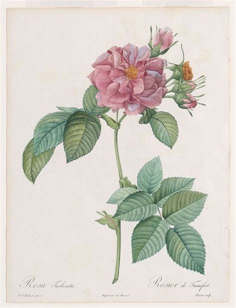 Pierre Joseph Redouté Empress Josephine or Frankfort Rose Rosa