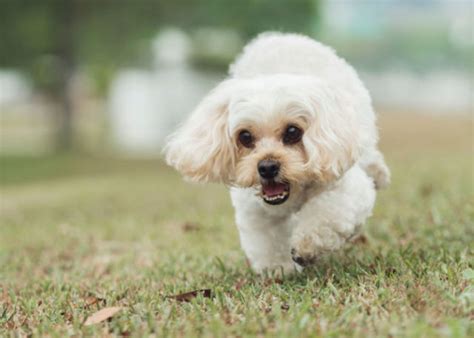 how to stop dog zoomies