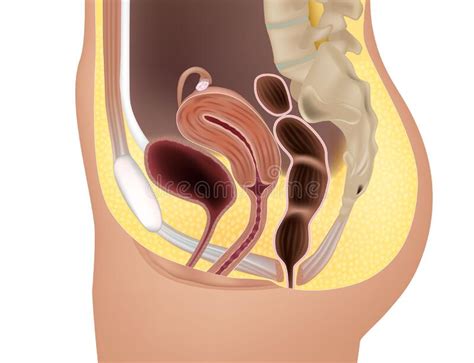 Anatomie Des Weiblichen Fortpflanzungssystems Oder Des Urogenitalen