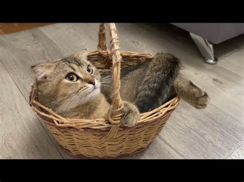 Шанель вспомнила детство )) - YouTube