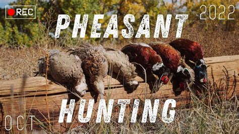 Pheasant Hunting Colorado October 2022 Youtube