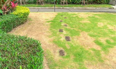 How To Fix Brown Patches In Lawn Within One Week In Just Two Vital