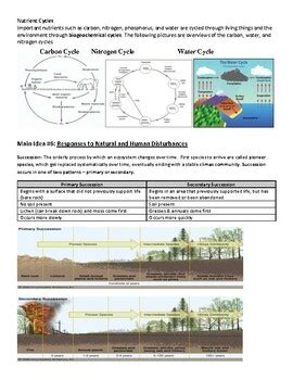 Ecology Study Guide By Busy Biology TPT