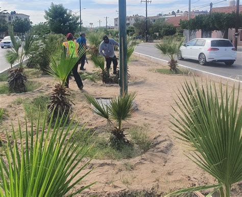 Realiza Servicios P Blicos Jornada De Poda En La Colonia Solidaridad