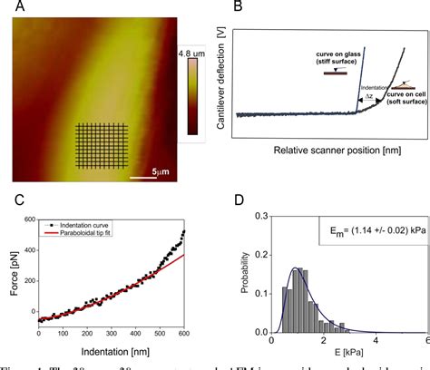 Figure 1 From Nanomechanical Testing Of Drug Activities At The Cellular