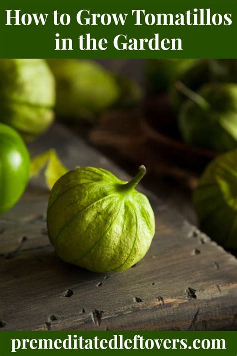 How To Grow Tomatillos A Complete Growing Guide From Seed To Harvest